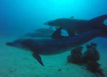 In Deep - Diving & Marine Services